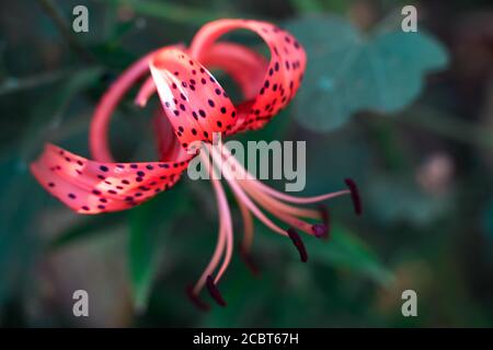 Lily flower red on a background of green vegetation Stock Photo