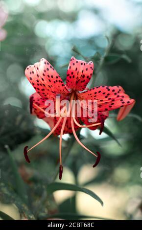 Lily flower red on a background of green vegetation Stock Photo