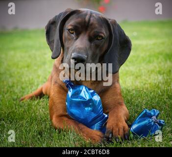 Dachshund lying on green grass with a blue toy, showing calm pet portrait and playful outdoor dog moment. Stock Photo