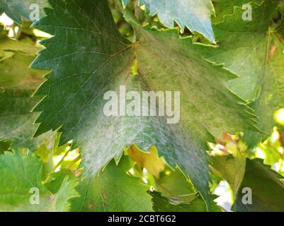 Grape disease plaque on leaves Stock Photo