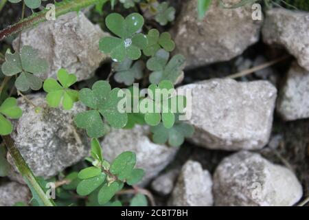 Fine 1970s vintage black and white photography of cute green common clover, shamrock, growing among the rocks. Stock Photo