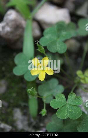 Fine 1970s vintage black and white photography of cute of a little yellow flower of the green common clover growing among the rocks. Stock Photo