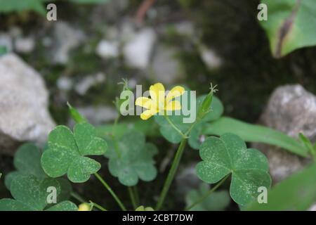 Fine 1970s vintage black and white photography of cute of a little yellow flower of the green common clover growing among the rocks. Stock Photo