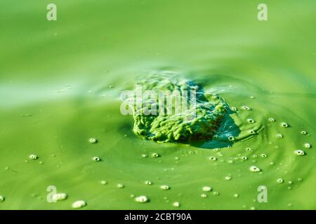 Environmental water pollution. Polluted river - dirty green water, garbage, waste and trash. Harmful water, toxic biohazard. Sewage and wastewater Stock Photo