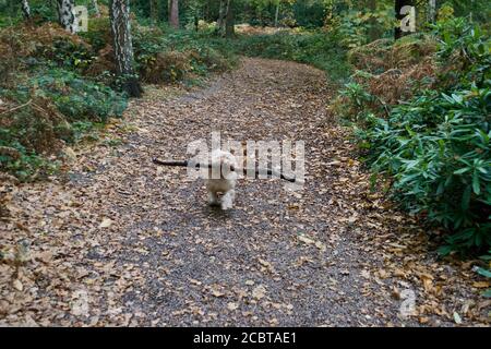 A happy, long haired apricot (blond, sandy coloured) cockapoo dog running along a forest path, amidst fallen trees in low evening light, carrying a st Stock Photo