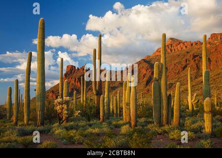 Organpipe Cactus National Monument  AZ / MARCH Montezumas Head view from Alamo Canyon beyond a thick stand of saguaro cacti. Stock Photo
