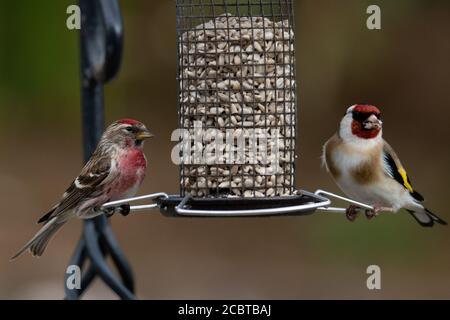 Redpoll and Goldfinch on Bird Feeder Stock Photo