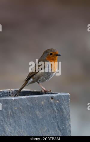 Robin on Slate Planter Looking to Right with Bokeh Background Stock Photo