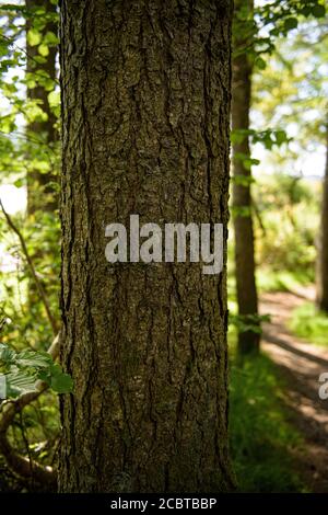 Tree Bark Texture with Sunlight Stock Photo