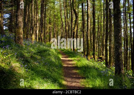 Woodland Walk in Pine Forest with Bluebells Stock Photo