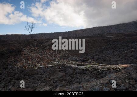 Tree trunk chooped down by frozen lava in Reunion Island Stock Photo