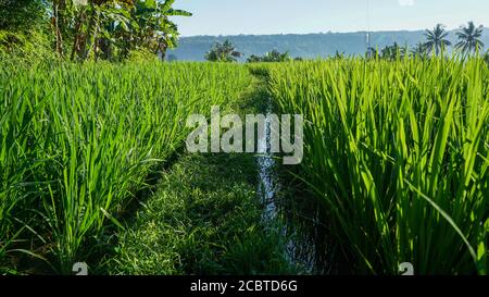 Beautiful view of green rice in the countryside in the morning Stock Photo