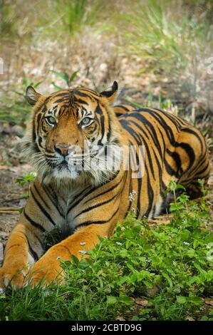 Male Sumatran tiger (Panthera tigris sumatrae) lying down relaxing in the grassy enclosure of a breeding conservation park in Queensland, Australia.