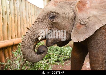 Close up of young elephant grazing Kenya, Africa Stock Photo