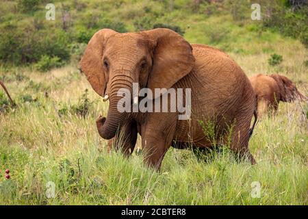 Close up of isolated large bull elephant grazing in Kenya, Africa
