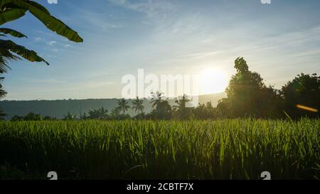 Beautiful view of green rice in the countryside in the morning Stock Photo