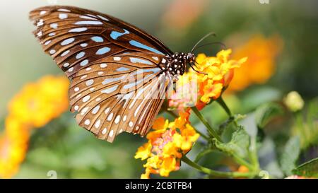 monarch butterfly flying over yellow flowers looking for pollen. macrophotography of this gracious and fragile Lepidoptera insect Stock Photo