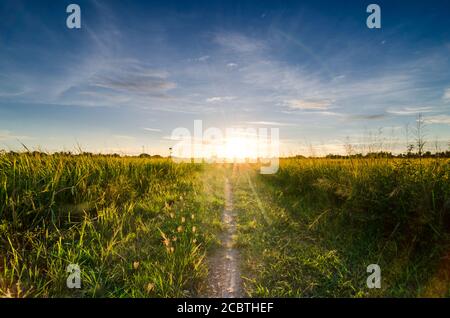 Rice field, Agriculture, paddy, with sunrise or sunset, and flare over the sun, in morning light, Panorama Stock Photo