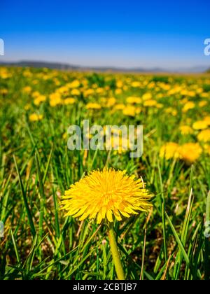 Selective focus on a dandelion (Taraxacum officinale) in the foreground, in a meadow full of blooming dandelions in a blurred background Stock Photo