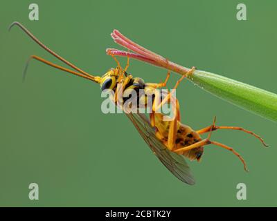 close-up of a beautiful ichneumonid parasitoid wasp, Banchus species, hanging underneath a flower bud. From Boundary Bay salt marsh, Delta, British Co Stock Photo