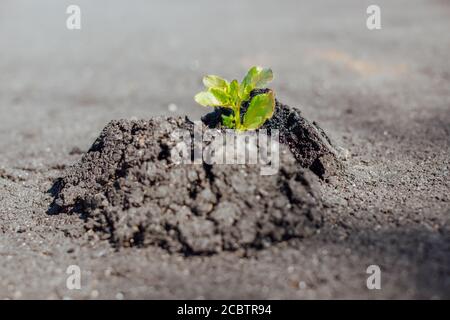 Close-up of green plant makes the way through concrete and asphalt, growing on the road - new life, power of nature, break rules, startup and out of t Stock Photo