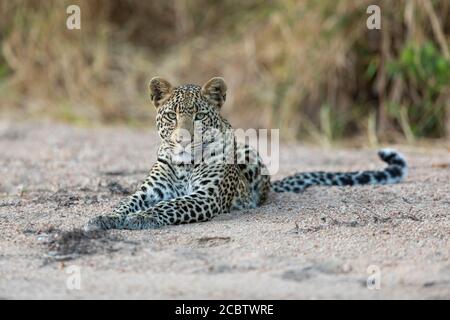 Head on of an adult leopard lying down in a river bed looking straight at camera in Kruger Park South Africa Stock Photo