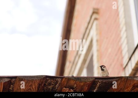 a sparrow sits on the roof of a house on a cloudy day Stock Photo