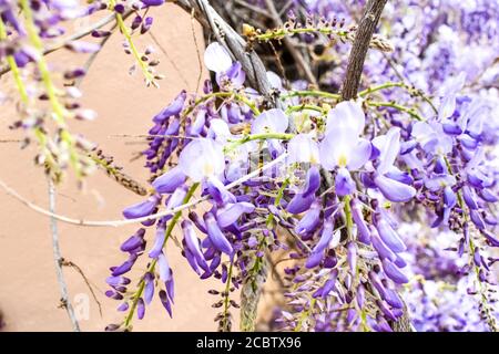 Flowers at the gardens in Alhambra Stock Photo