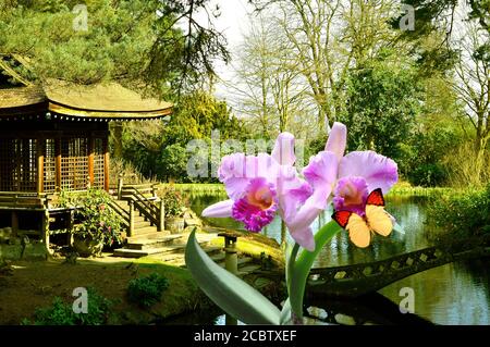 Great Orange Tip Butterfly on a Cattleya orchid in a Japanese garden Stock Photo