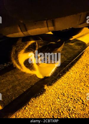 A cat hiding underneath a car Stock Photo