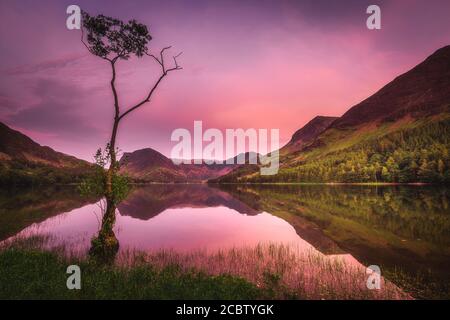 Famous lone tree on Buttermere lake shore at sunset.Beautiful landscape scene with evening glow in the sky, reflection of mountains and sky in water. Stock Photo