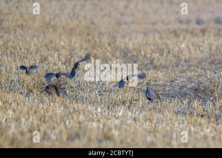 a family of Partridge in a harvested field Stock Photo