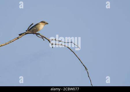 a red shrike on a branch in the nature Stock Photo