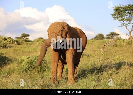 Close-up of a powerful bull elephant with impressive tusks. Stock Photo