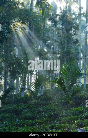 image shows morning sunlight falling on tea and arecanut plants. The beams of light are visible.  Light represents hopes, healing, happiness, positivi Stock Photo