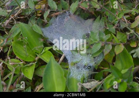 spider web with dew drops in the morning. Dry spider silk forms a necklace-like structure. Two main fibres support a series of separate rounded 'puffs Stock Photo