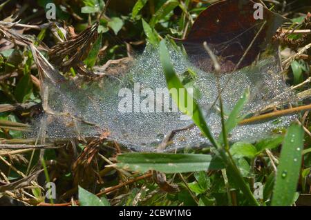 spider web with dew drops in the morning. Dry spider silk forms a necklace-like structure. Two main fibres support a series of separate rounded 'puffs Stock Photo
