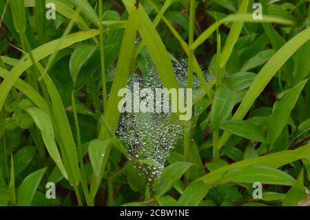 spider web with dew drops in the morning. Dry spider silk forms a necklace-like structure. Two main fibres support a series of separate rounded 'puffs Stock Photo