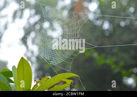 spider web with dew drops in the morning. Dry spider silk forms a necklace-like structure. Two main fibres support a series of separate rounded 'puffs Stock Photo