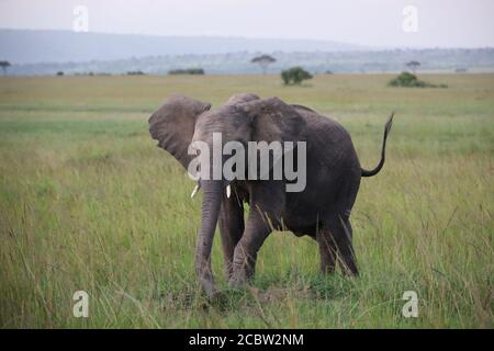 Elephant grazing in Kenya, Africa Stock Photo