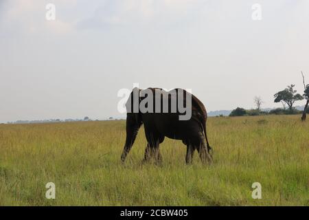 Elephant grazing in Kenya, Africa Stock Photo