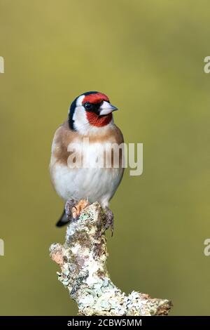 Goldfinch perched on top of a Sliver Birch branch in Woodland, UK Stock Photo