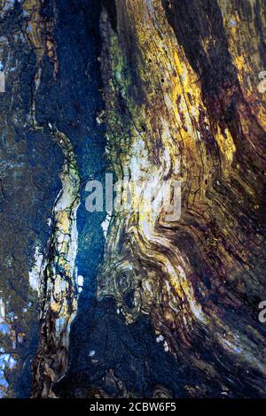 Ash tree abstract with leaves and trunk surreal design composition ...