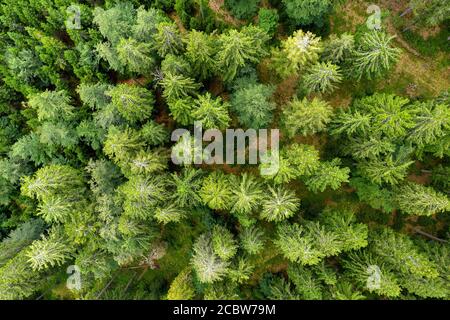pine forest aerial shot, top view of green trees from drone, beautiful landscape