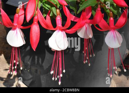 Red and white fuschias dancing in the sunlight. Stock Photo
