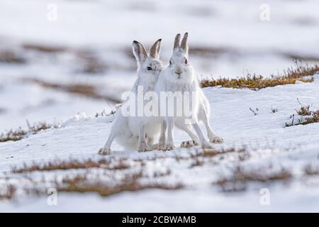 Pair of Mountain hares (lepus timidus) sitting upright together as though snuggling looking forwards on snow Stock Photo