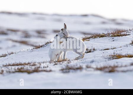 Pair of Mountain hares (lepus timidus) wrestling in snow Stock Photo