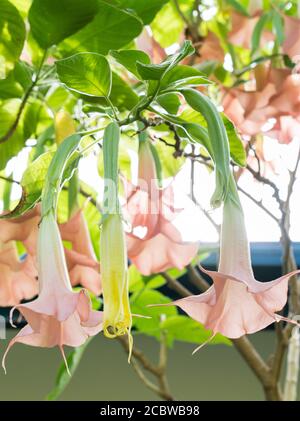 Several trumpet shaped flowers on the pink brugmansia, flowers are yellow and change to pink Stock Photo
