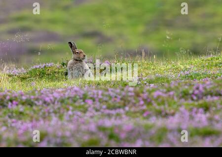 Mountain hare (lepus timidus) in summer sitting on flowering heather covered moorland Stock Photo