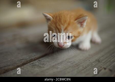 Ginger white newborn kitten walk on the wooden floor Stock Photo